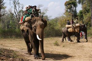 elephant rides dubare
