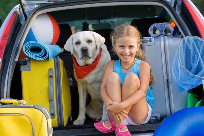 roadtrip with dog
