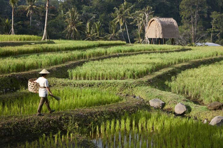 mandapa rice