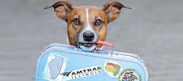 amtrak pet