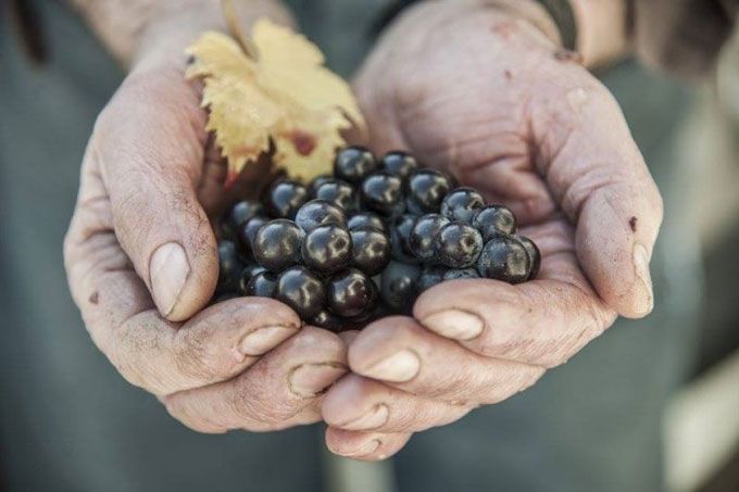 italy wine making