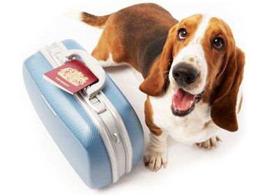 pet traveler