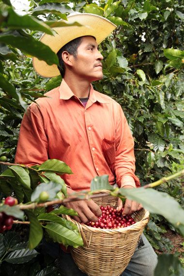 Cortador de cafe RET Arturo Sosa