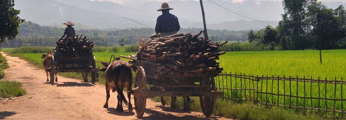 Myanmar ox carts