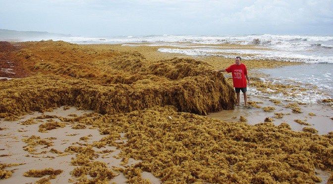 seaweed caribbean beaches