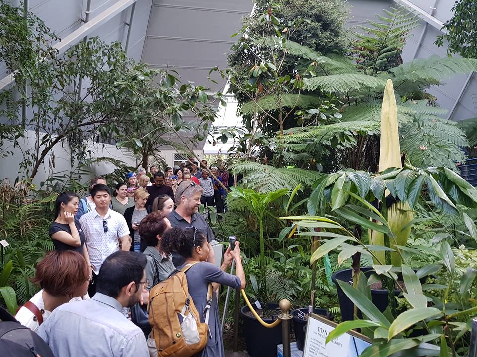 corpse flower Adelaide Botanic Garden
