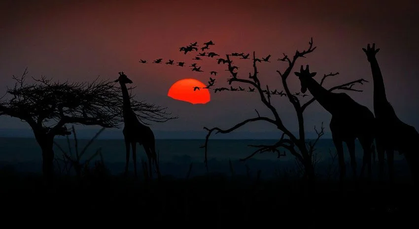 Safari, giraffes