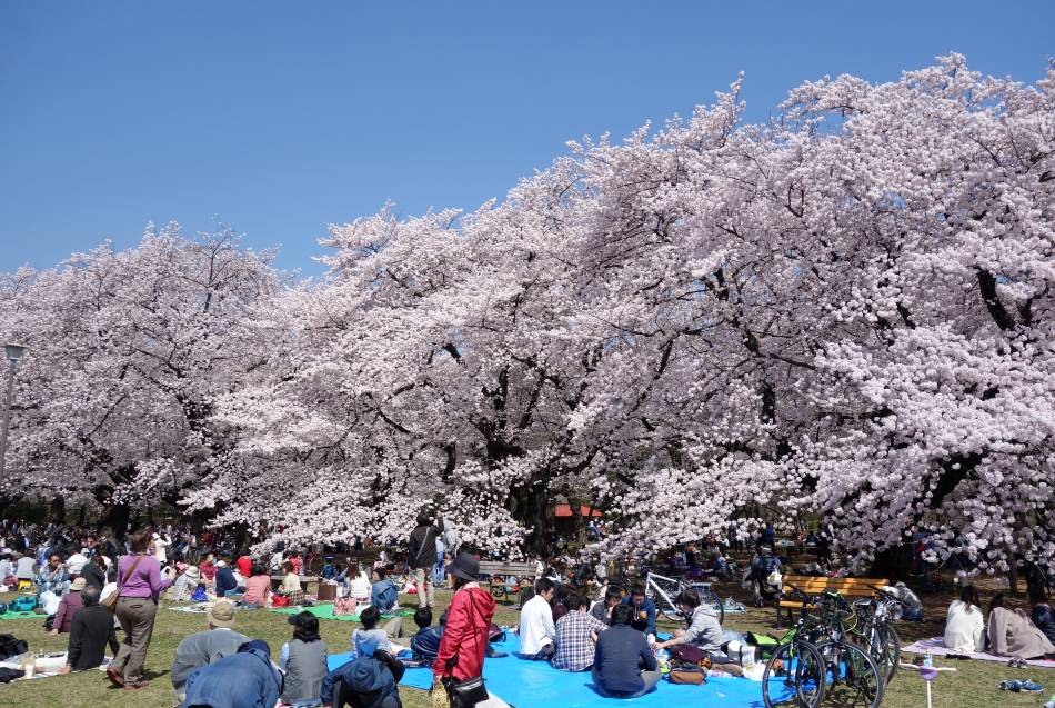 Cherry Blossom Festival - hanami viewing party