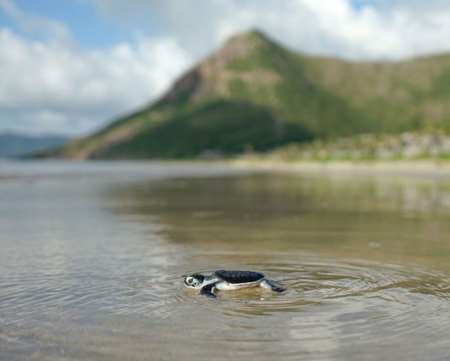 Six Senses Con Dao Creates A Safe Environment For Green Sea Turtles 2 Sea Turtles at Six Senses Con Dao