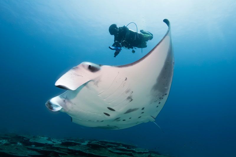 Six Senses Laamu On The Maldives Uses Underwater Ultrasound Scanner For The Conservation Of The Marine Environment 3 Maldives Underwater Initiative Facilitates Underwater Ultrasound Breakthrough