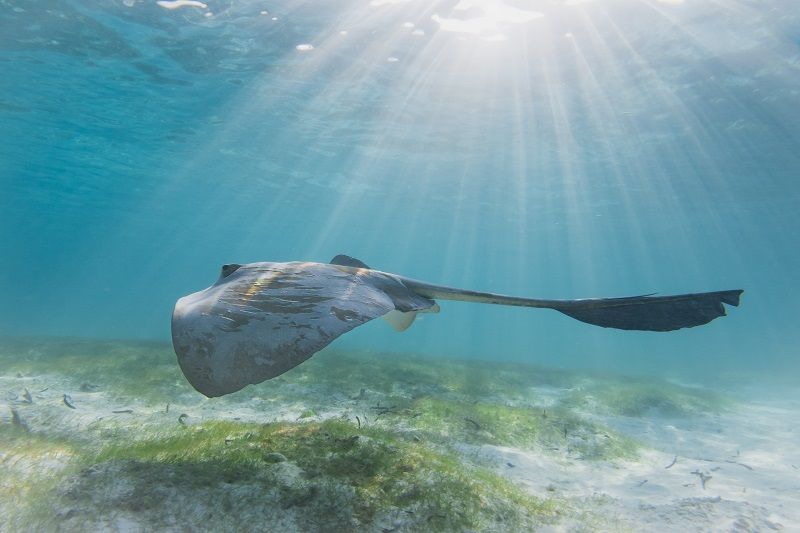 Seagrass Protection