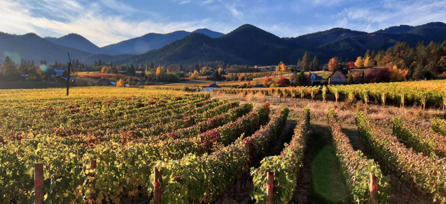 Oregon wineyard
