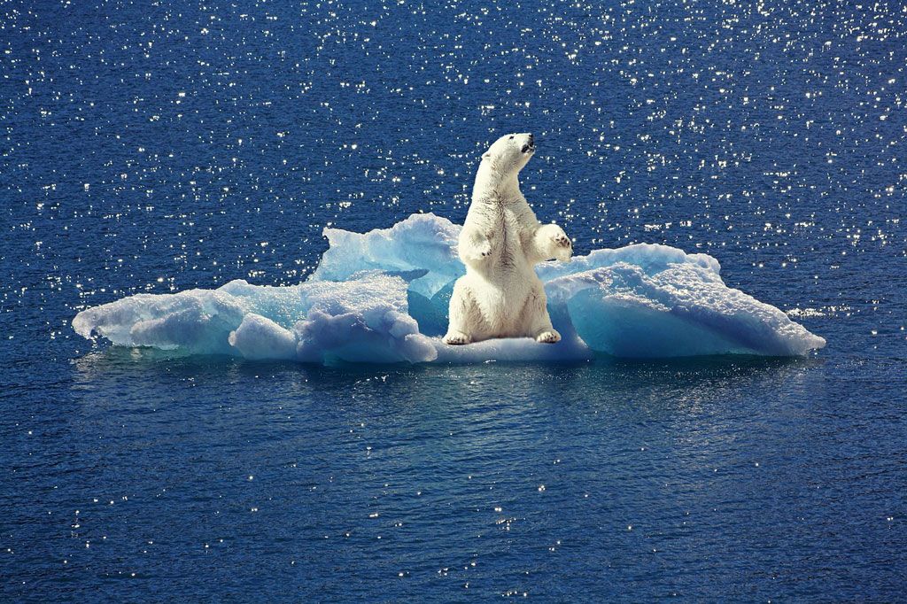 polar bear 2199534