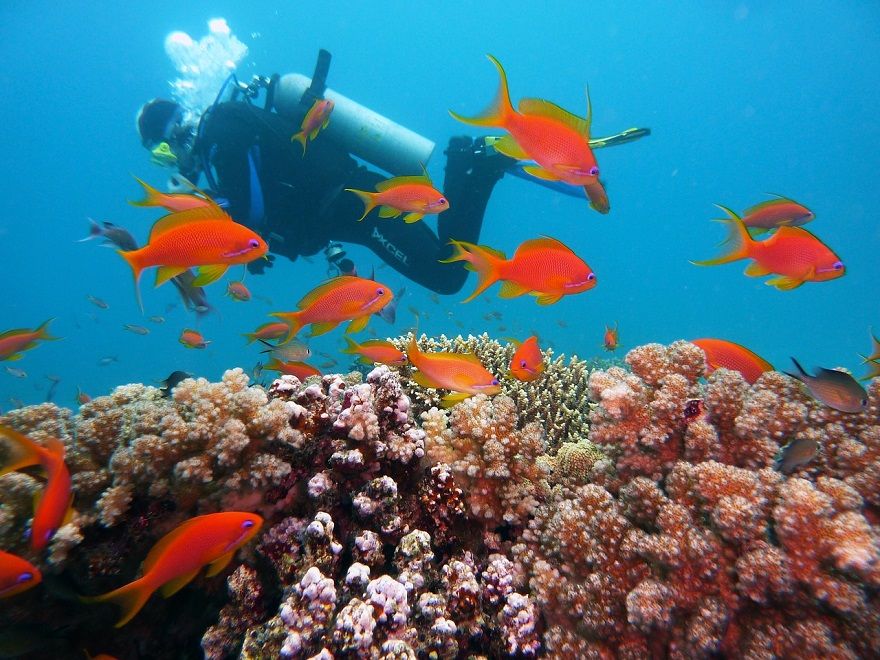 Protect coral reefs