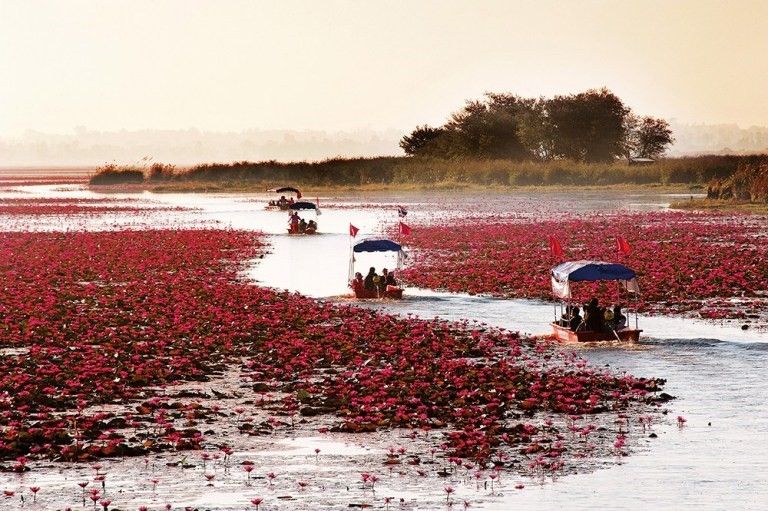 ‘Pink Water Lilies Lake Thailand
