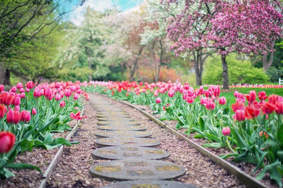 Student’s Guide On The Top Places To Visit In Spring 2 Tulips spring