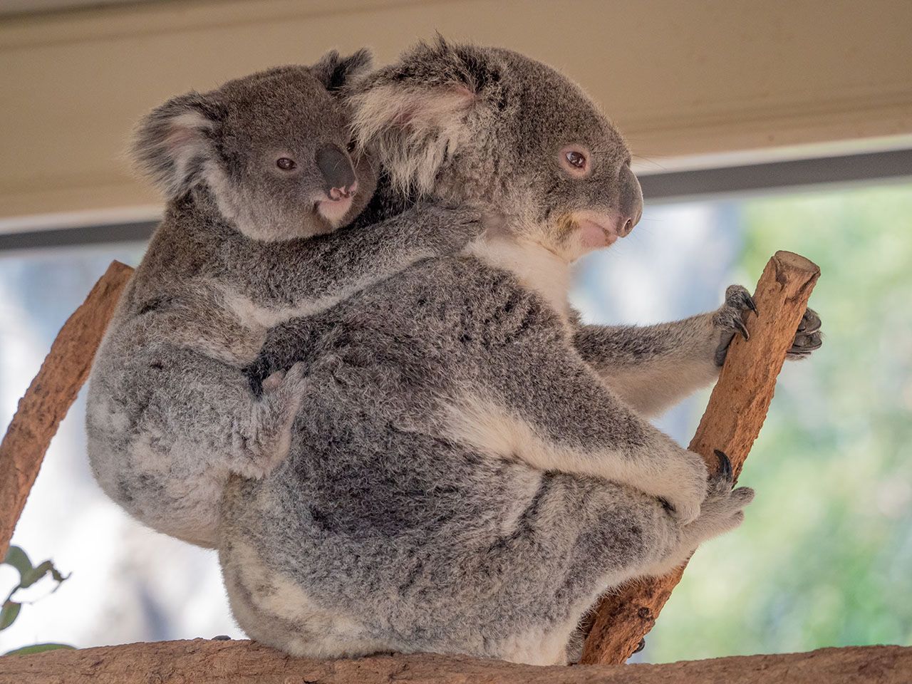 Lone Pine Koala Sanctuary