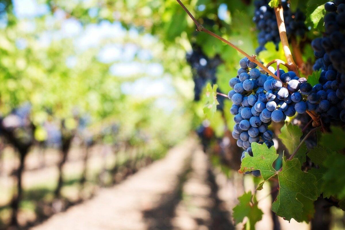 Covid-19 Impact On Wine Tourism In The United States 2 Napa Valley