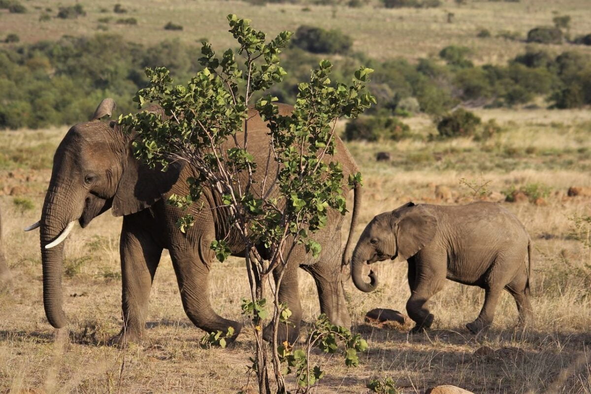 Unwto Focuses On Africa’s Tourism Potential 2 Africa tourism