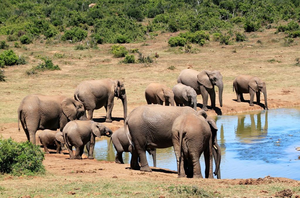 virtual safaris