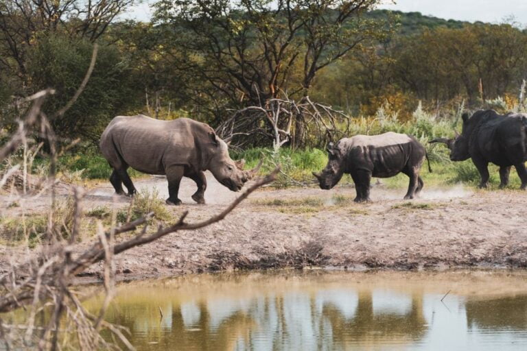 find rhinos