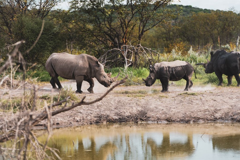 find rhinos