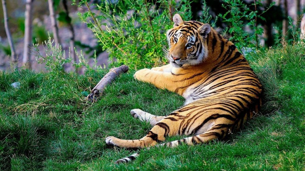 Air Canada Received Iata Illegal Wildlife Trade Certification 2 Illegal Wildlife Trade