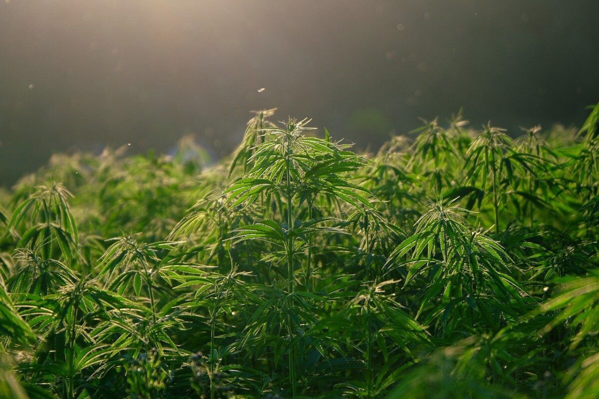 Recreational Cannabis Sales