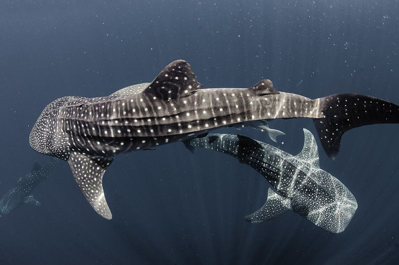 whale sharks