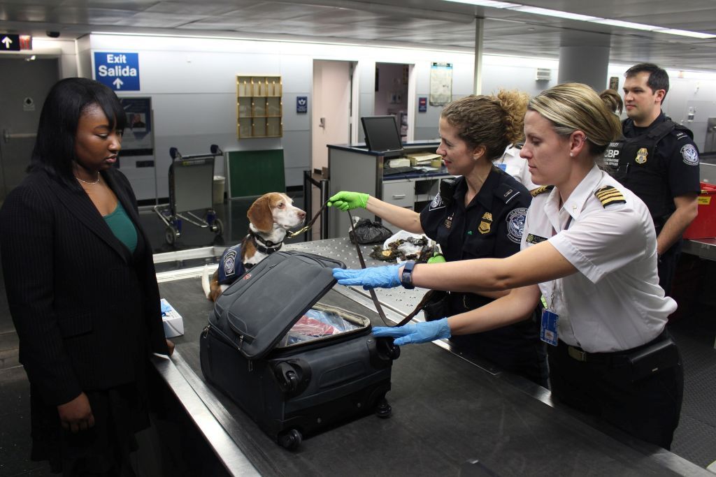 Service Animals