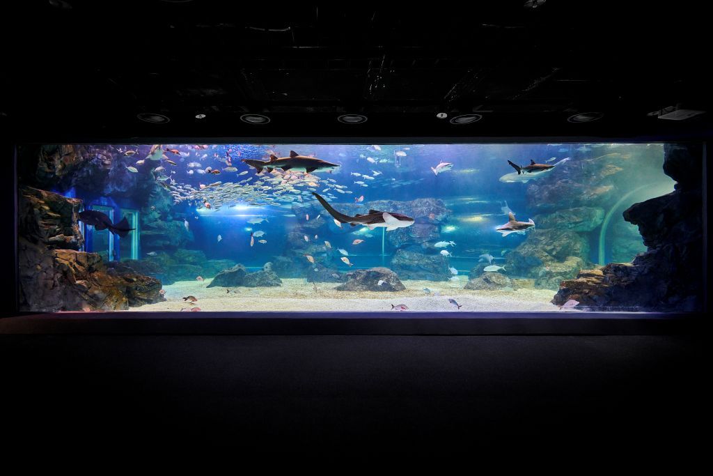 New Aquarium Marks Completion Of Suwon Mice Complex 2 Aqua Planet Gwanggyo