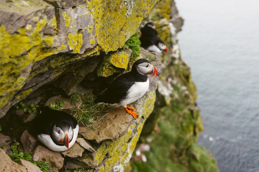 Crystal'S Luxury Iceland Expedition Voyages Begins In July 2021 5 Latrabjarg Cliffs crystalcruises