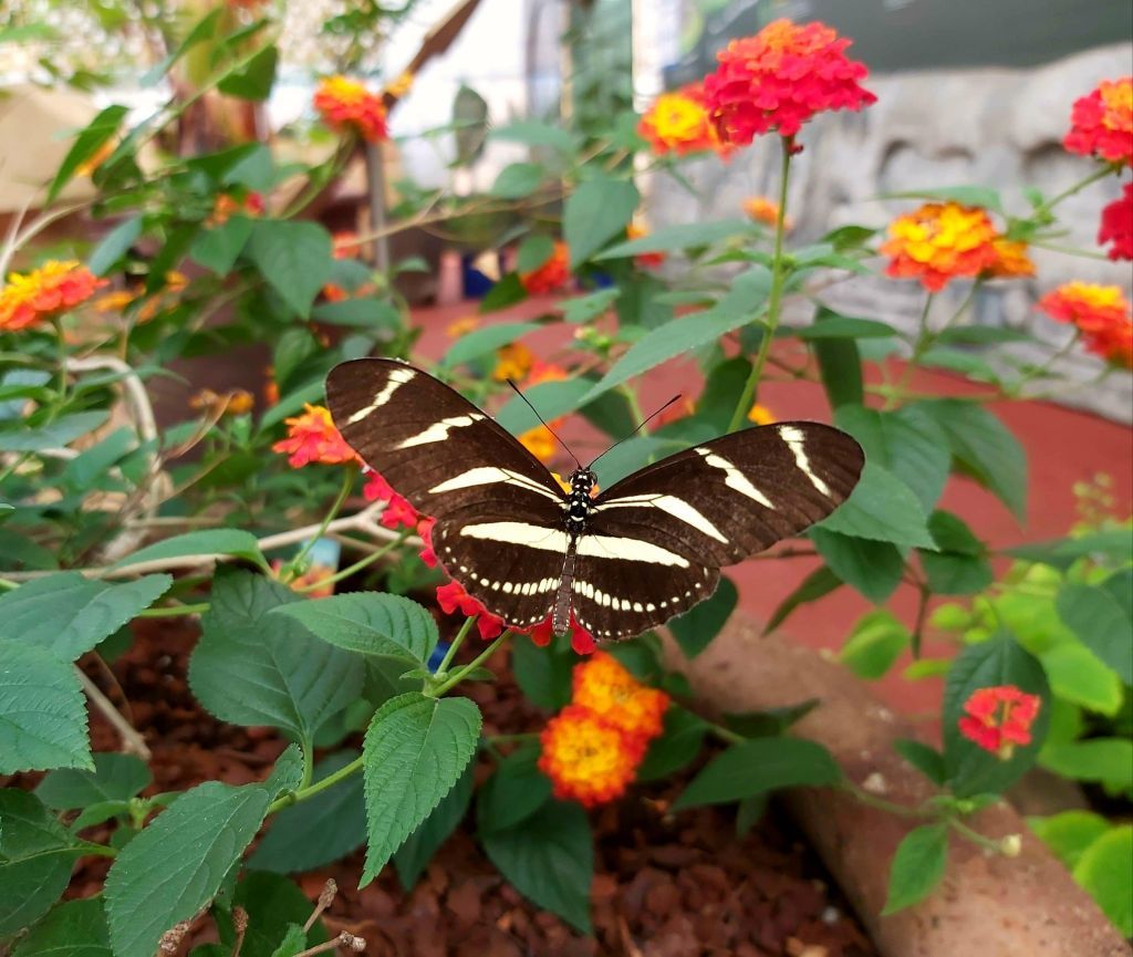 Stratford Butterfly Farm Reopens From 17 May 2 Tropical butterfly at Stratford-upon-Avon Butterfly Farm
