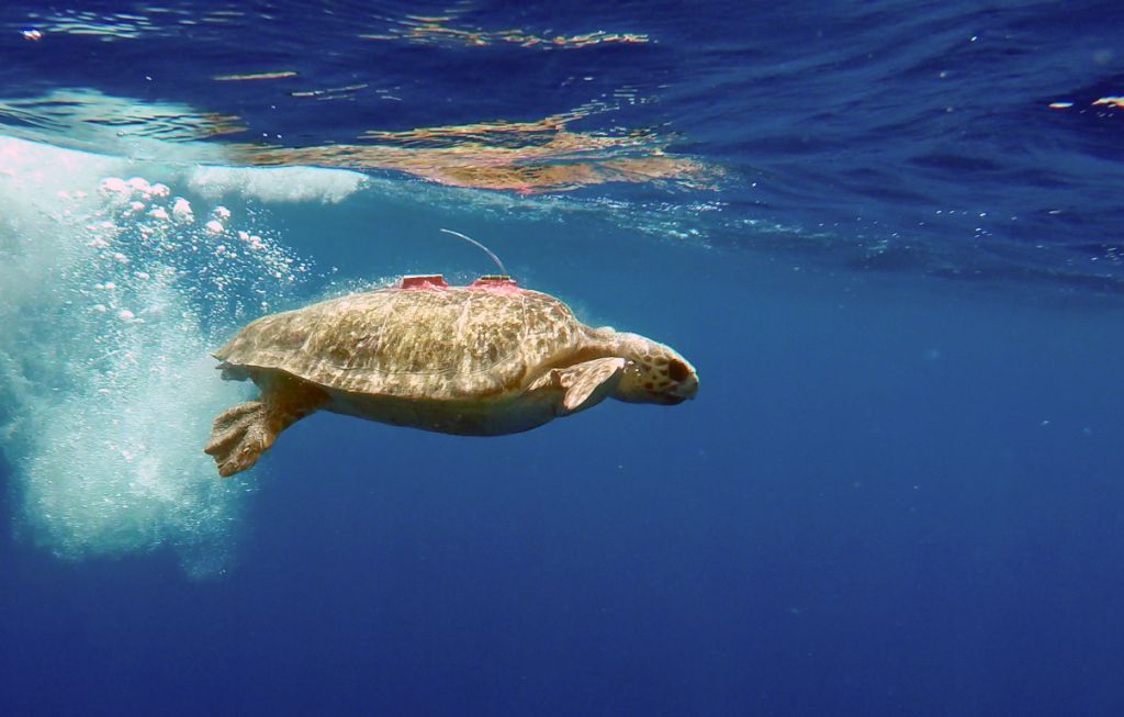 Turtle Tuba with satellite tracker