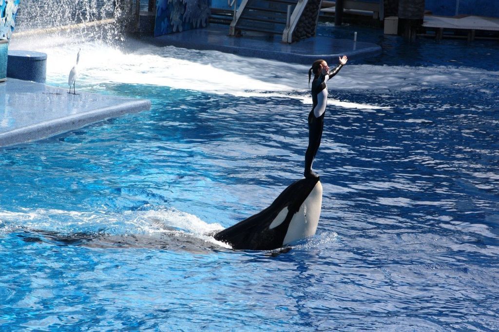 Orlando Seaworld