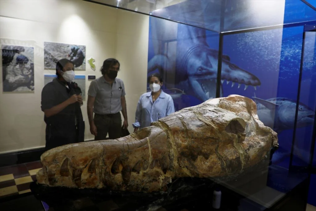 36 Million Years Old Whale