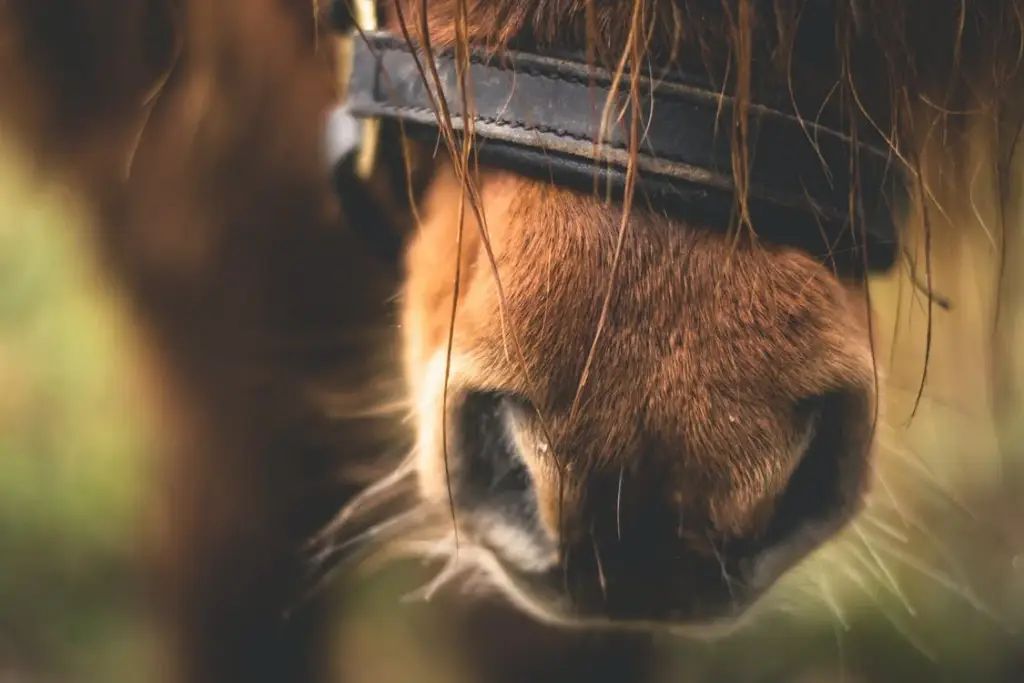 Horse Racing: How To Develop Your Understand Of The Sport Of Kings 3 horse nose