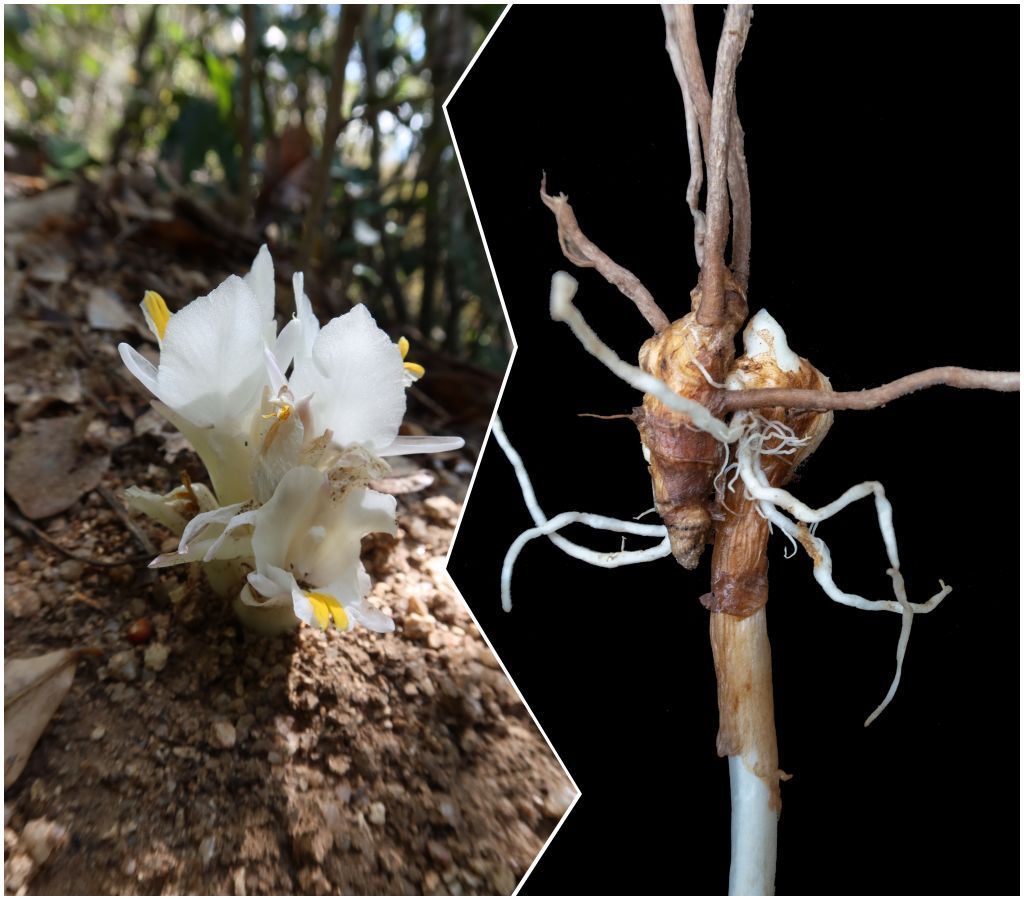 Six Senses Turmeric