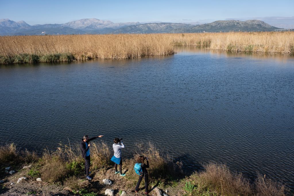 Majorca To Promote Birdwatching On The Island 5 S'Albufera bird watch