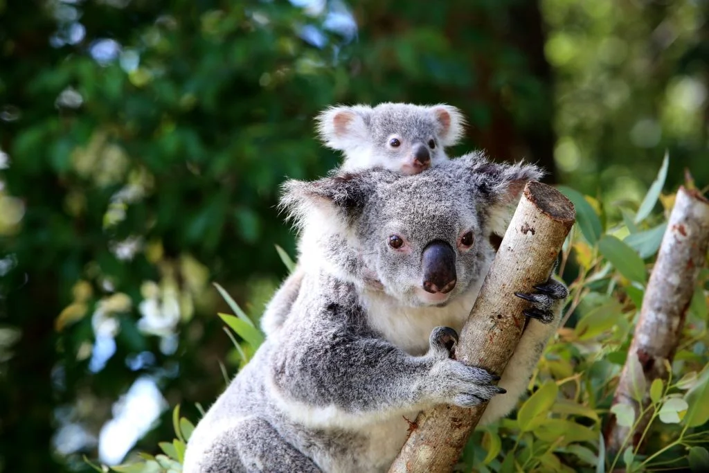 Thailand Tourism Industry Helps Koalas in Australia - Focus on