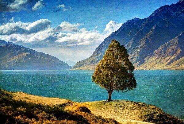 A solitary tree on a grassy hill overlooking a blue lake with mountains in the background in New Zealand.