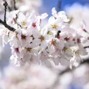 Celebrate National Cherry Blossom Festival In Washington Dc 5 7806 cherry blossom fest wdc
