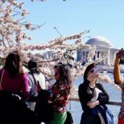 Celebrate National Cherry Blossom Festival In Washington Dc 9 7863 cherry blossom fest wdc