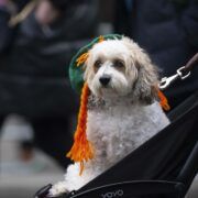 aa30549158 saint patricks day