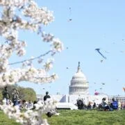 Celebrate National Cherry Blossom Festival In Washington Dc 12 cherry blossom fest wdc
