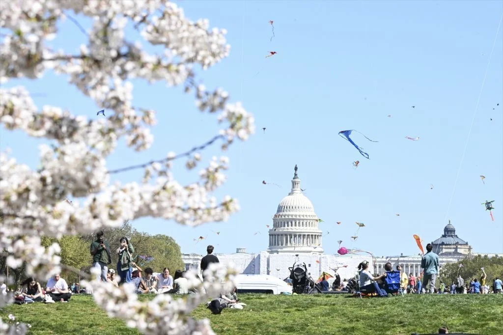 Celebrate National Cherry Blossom Festival In Washington Dc 2 Cherry Blossom Festival
