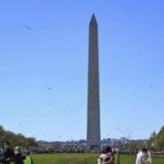 Celebrate National Cherry Blossom Festival In Washington Dc 15 kite wdc608 kite wdc