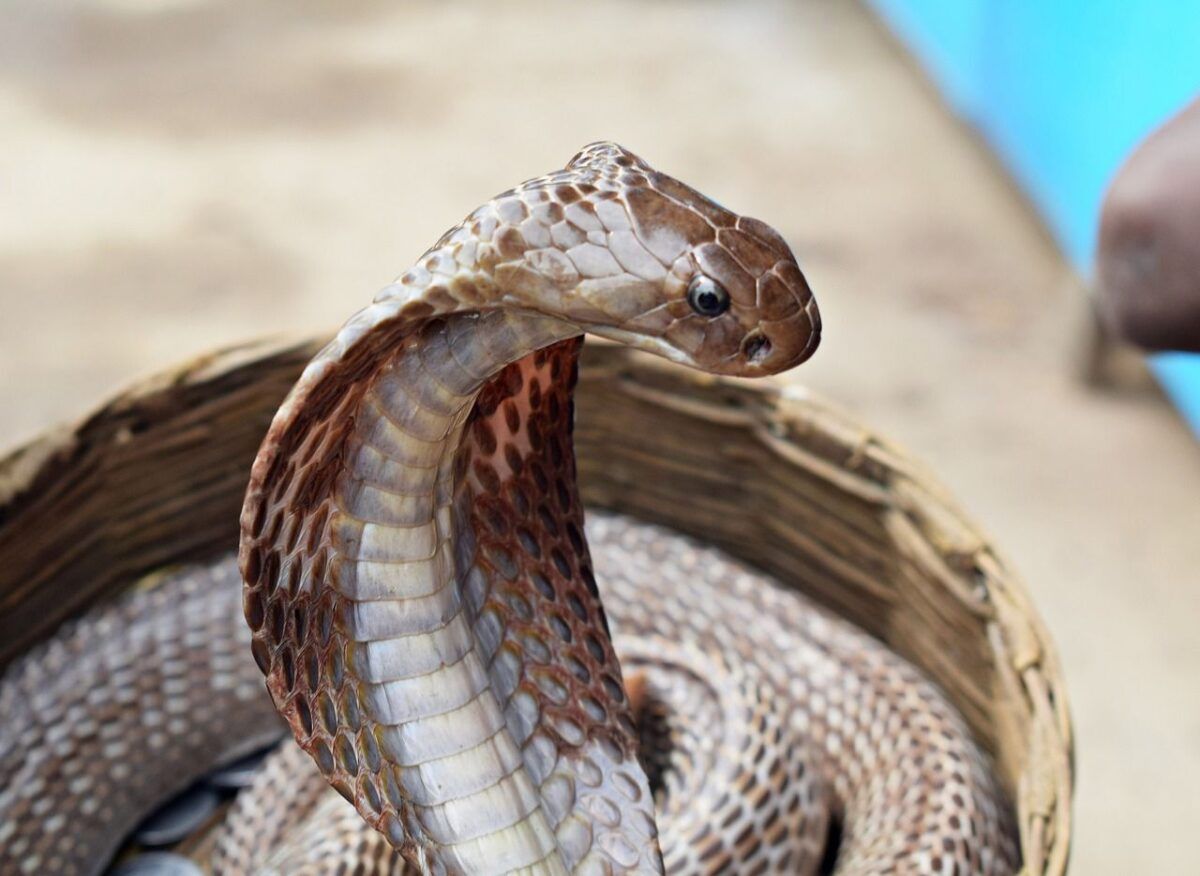 cobra snake