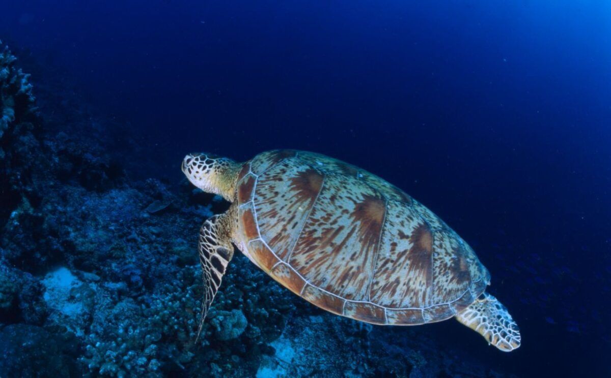 Green sea turtles