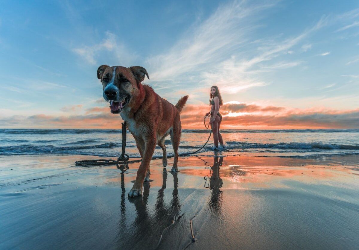 travel with pet